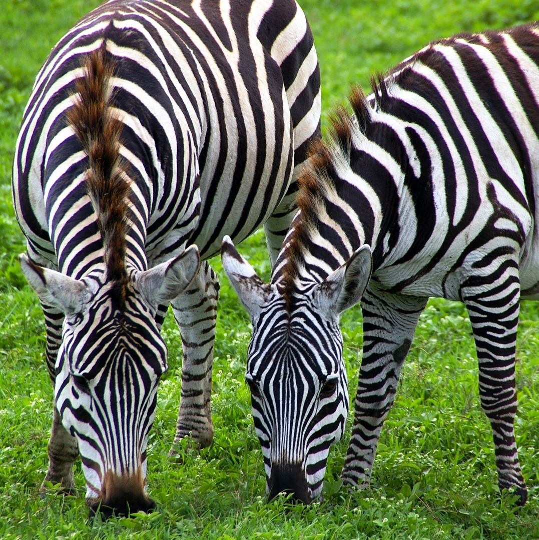 Zwei Zebras