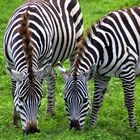 Zwei Zebras