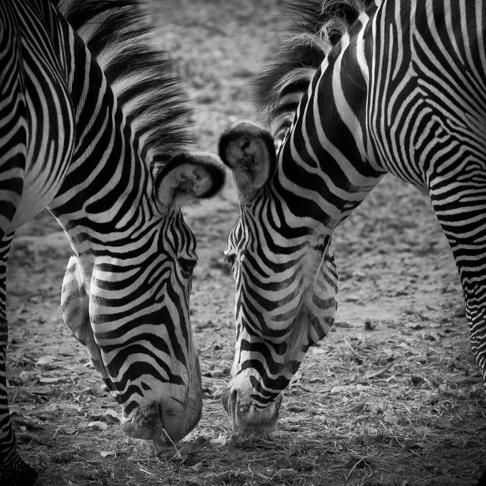 zwei Zebras