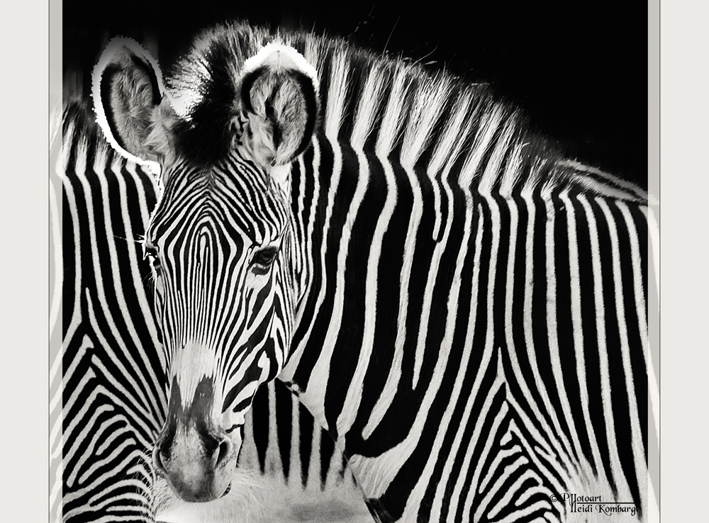 ZWEI ZEBRAS