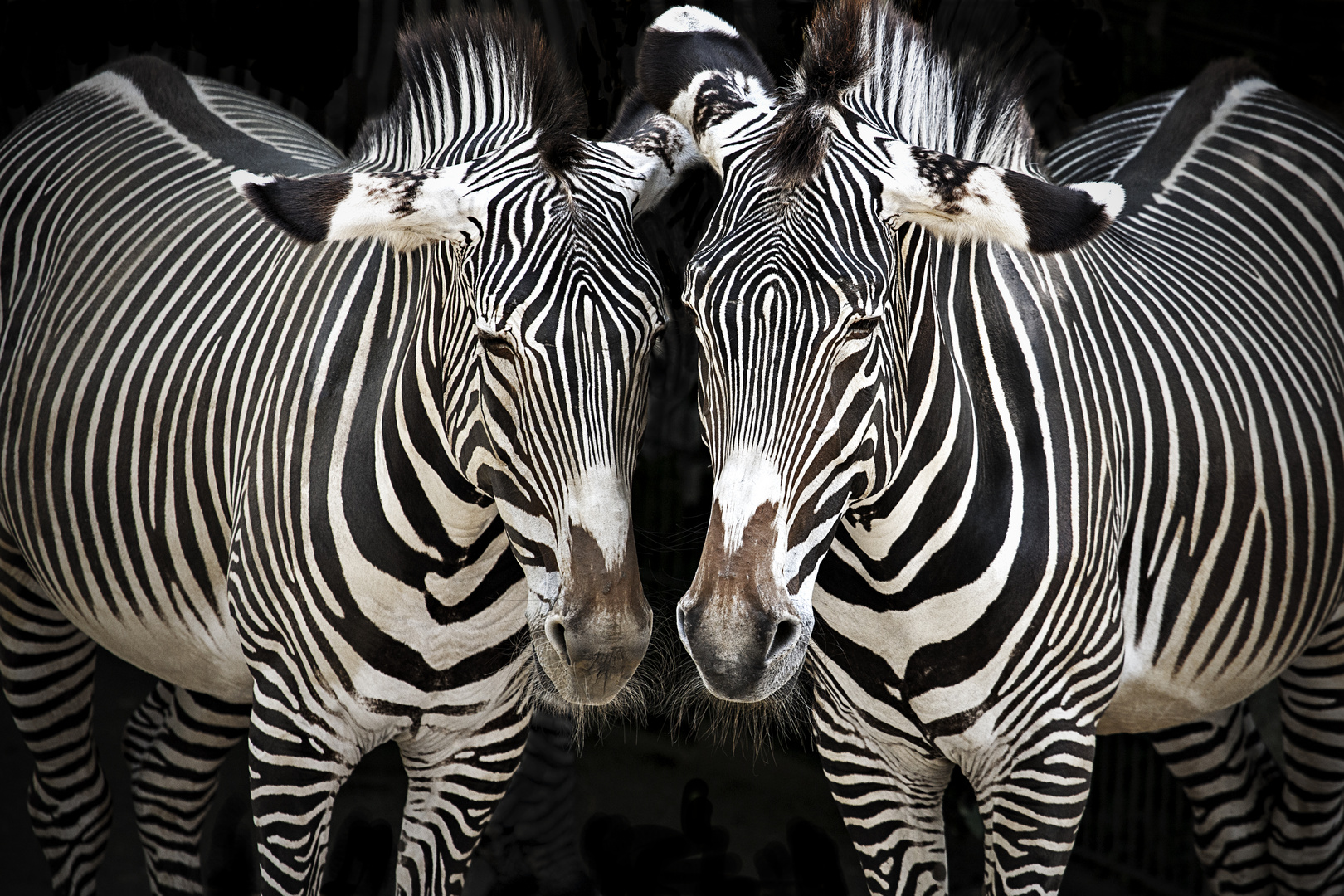 Zwei Zebras