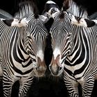 Zwei Zebras