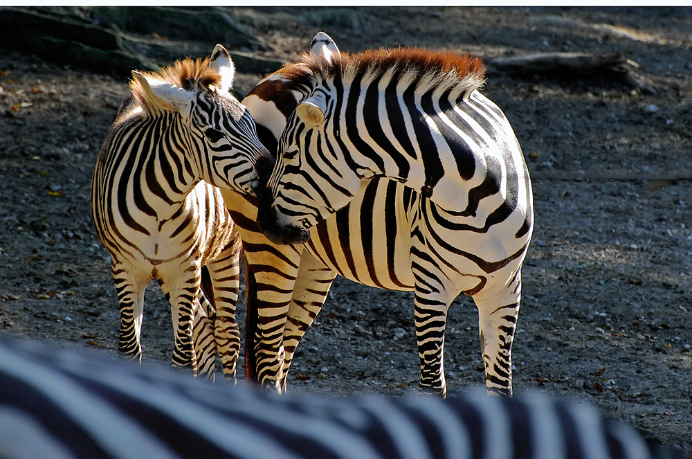 Zwei Zebras