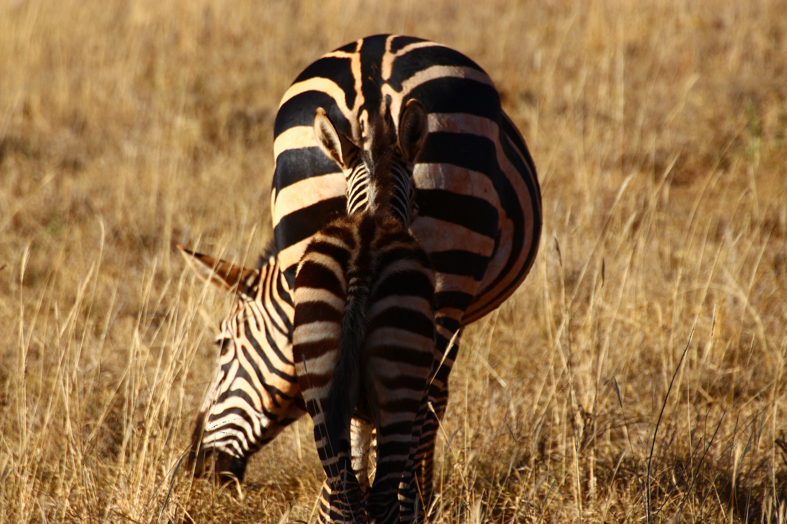 Zwei Zebras 