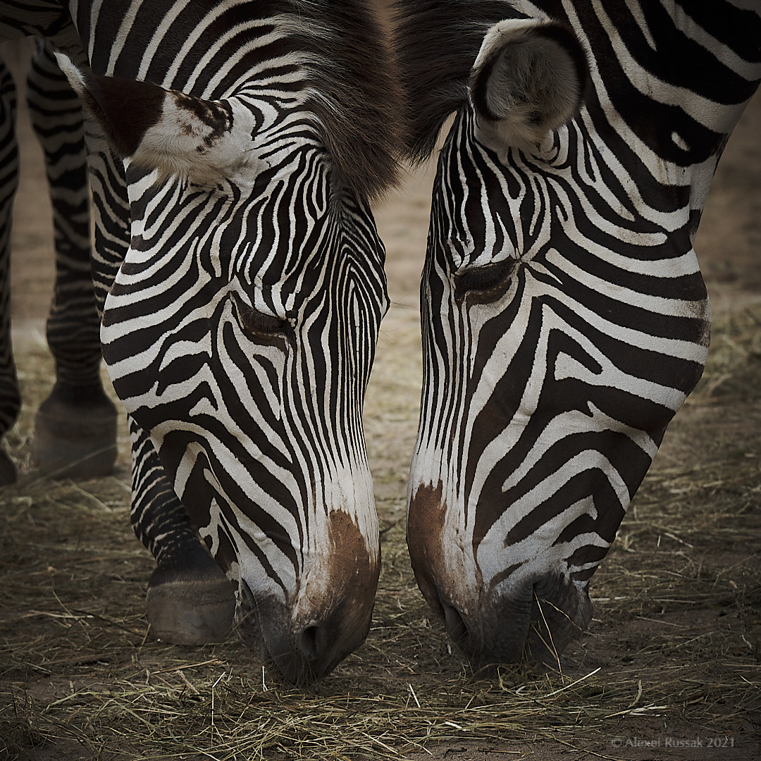 Zwei Zebras