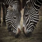 Zwei Zebras