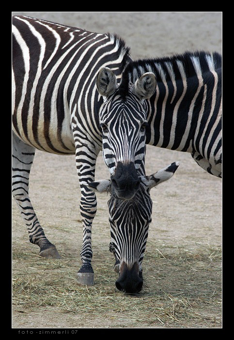 Zwei Zebras geben ein Rätsel auf