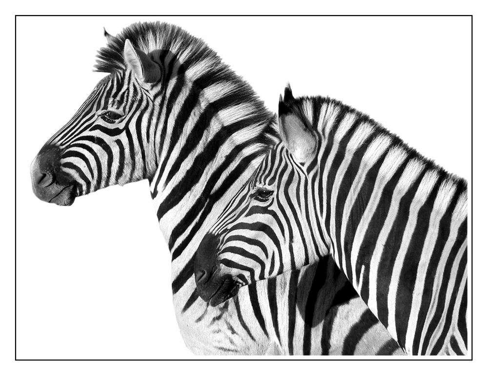 Zwei Zebras im Zoo
