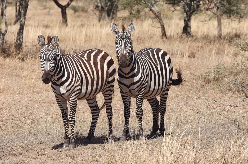 Zwei Zebras in der Serengeti