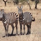 Zwei Zebras in der Serengeti