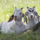 Zwei Zieglein liegen im Schatten und beobachten ihre Beobachter