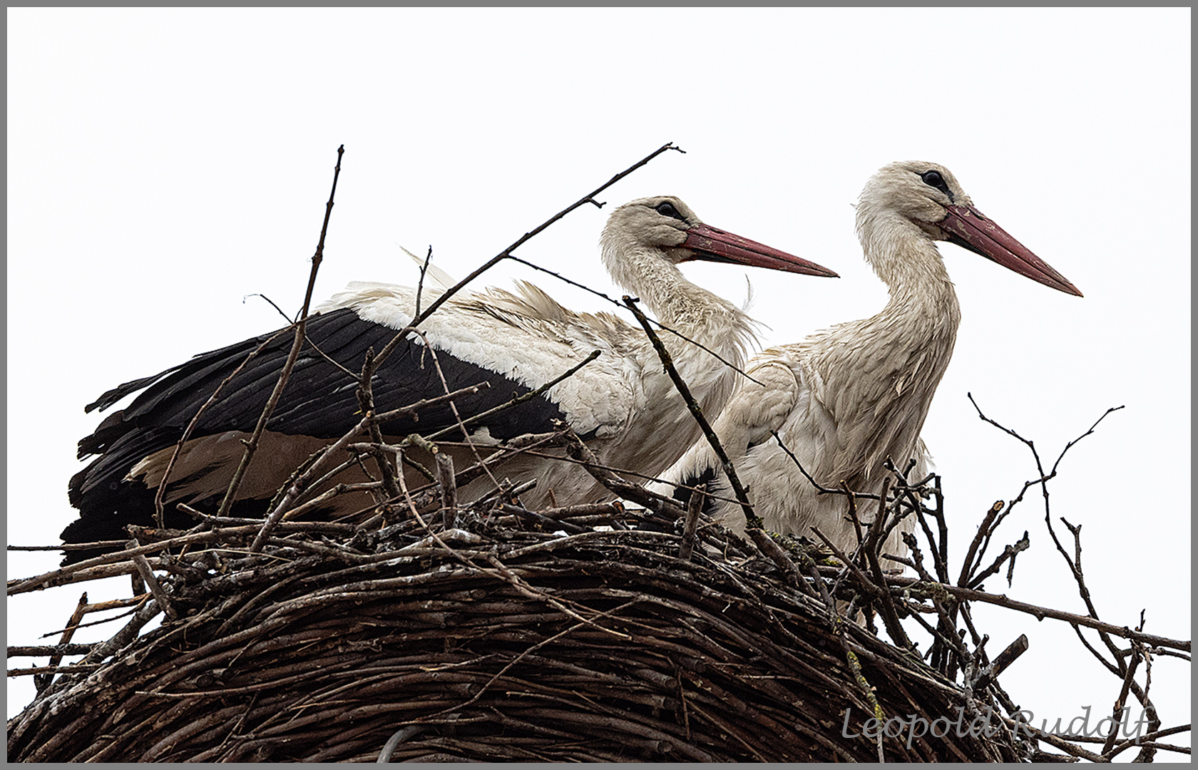 Zwei zufrieden wirkende Störche in ihrem Nest 