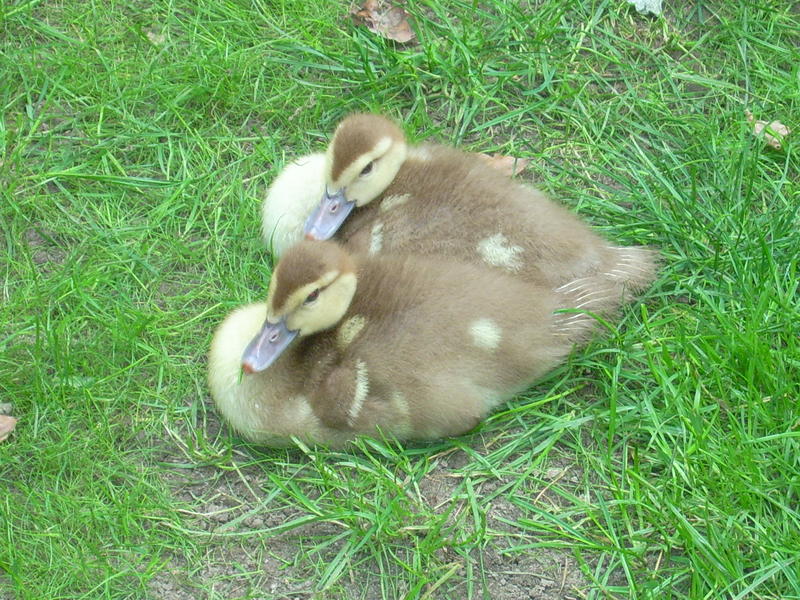 Zwei zum Knuddeln