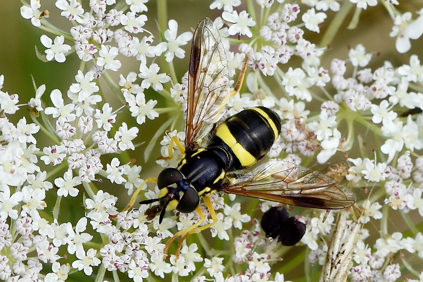 ZweibandWespenschwebfliege Foto & Bild makro, natur, fliege Bilder