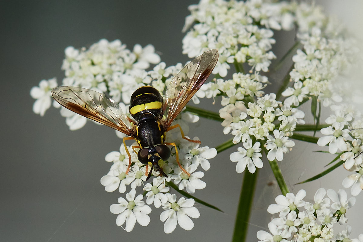 Zweiband-Wespenschwebfliege (Chrysotoxum bicinctum) auf Hundspetersilie