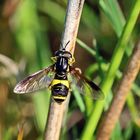 Zweiband-Wespenschwebfliege