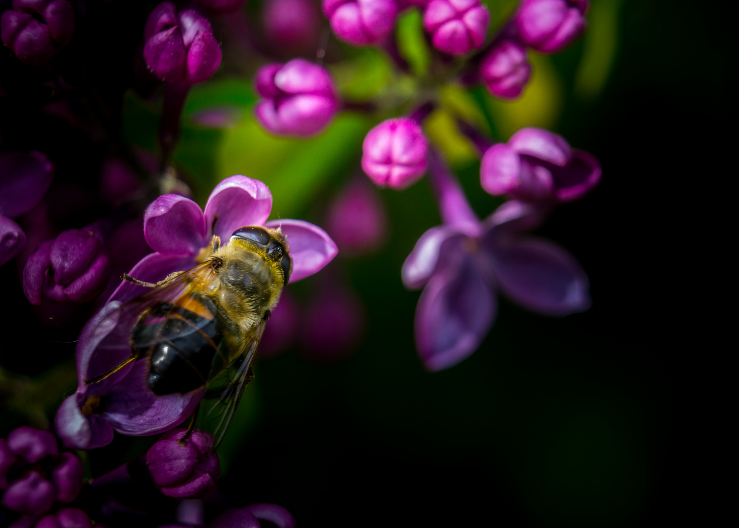 Zweiband-Wiesenschwebefliege / Epistrophe bifasciatus