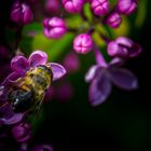 Zweiband-Wiesenschwebefliege / Epistrophe bifasciatus