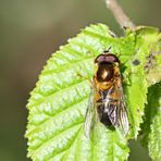 Zweiband-Wiesenschwebfliege