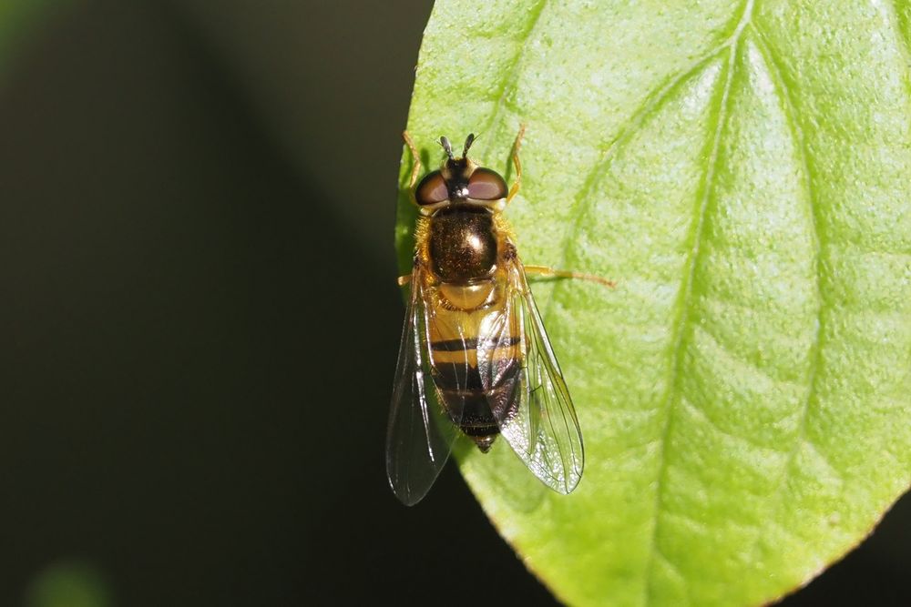 Zweiband-Wiesenschwebfliege