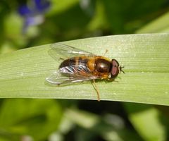 Zweiband-Wiesenschwebfliege (Epistrophe eligans)