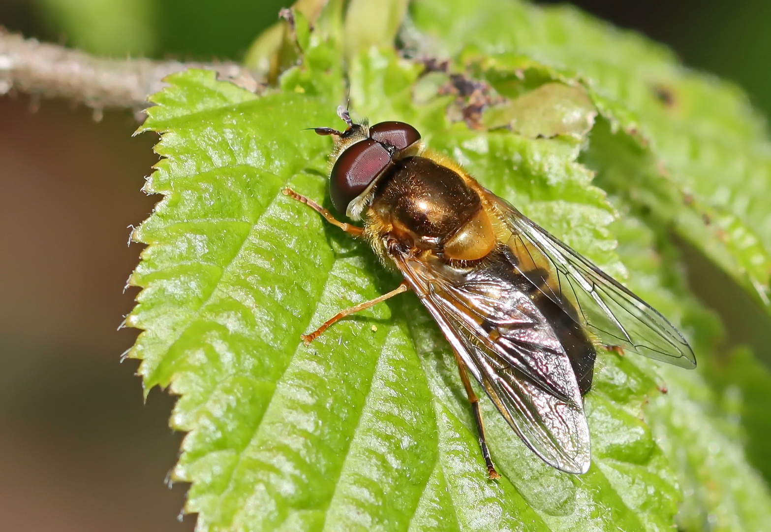 Zweiband-Wiesenschwebfliege - Epistrophe eligans