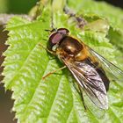 Zweiband-Wiesenschwebfliege - Epistrophe eligans