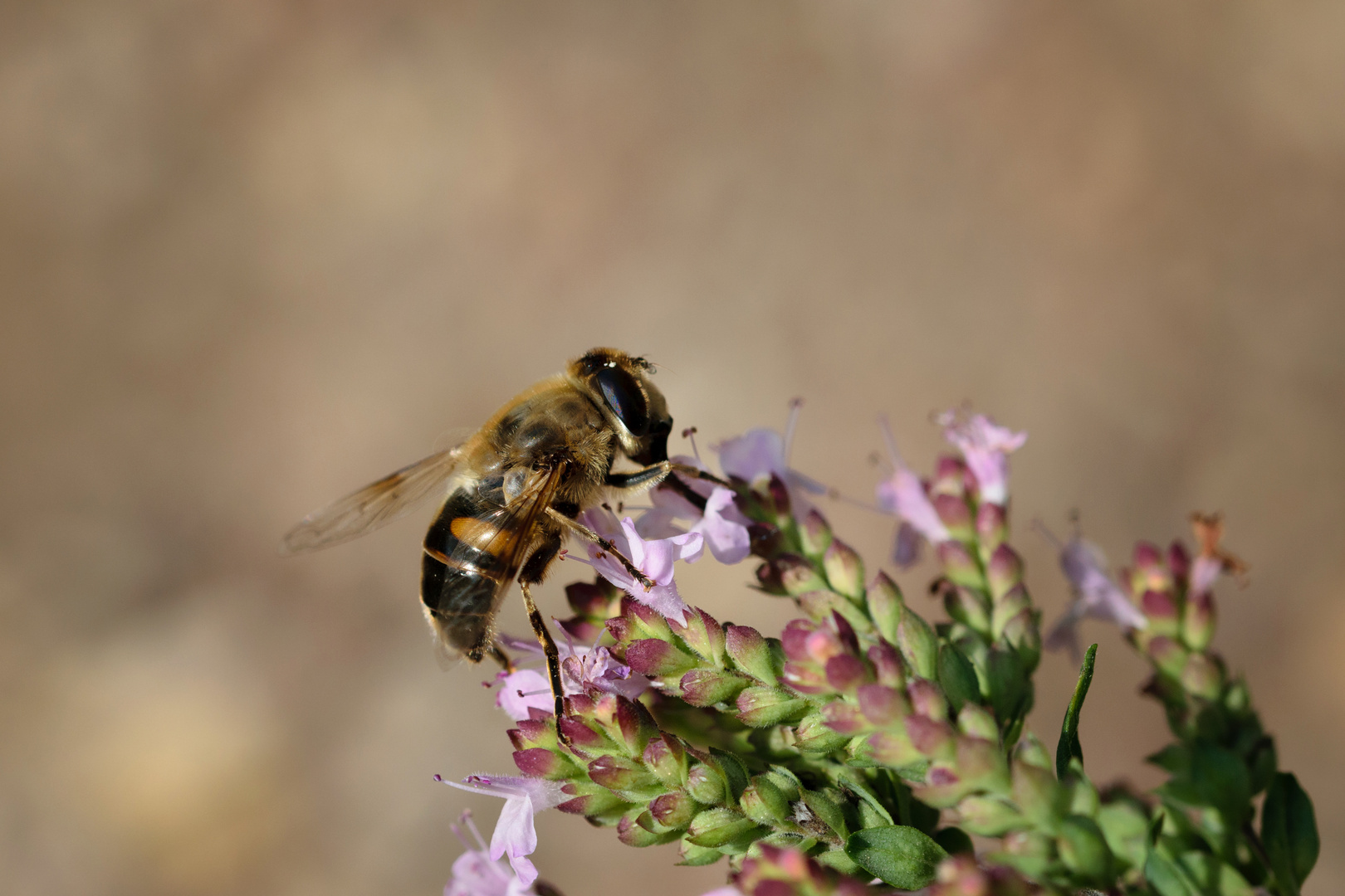 Zweiband-Wiesenschwebfliege (Epistrophe eligans), hoverfly