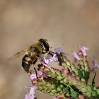 Zweiband-Wiesenschwebfliege (Epistrophe eligans), hoverfly