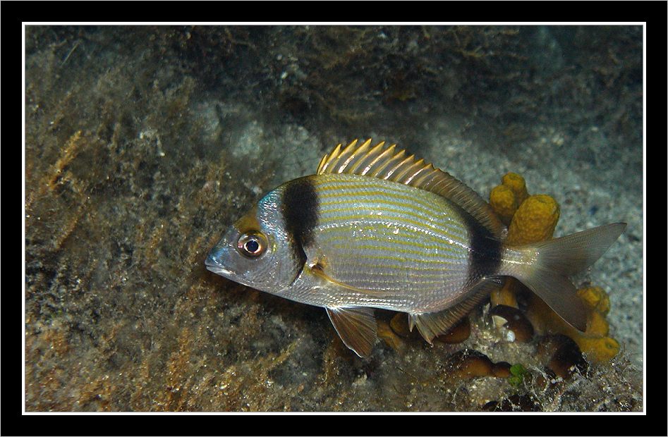 Zweibindenbrasse (Diplodus vulgaris)