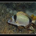 Zweibindenbrasse (Diplodus vulgaris)