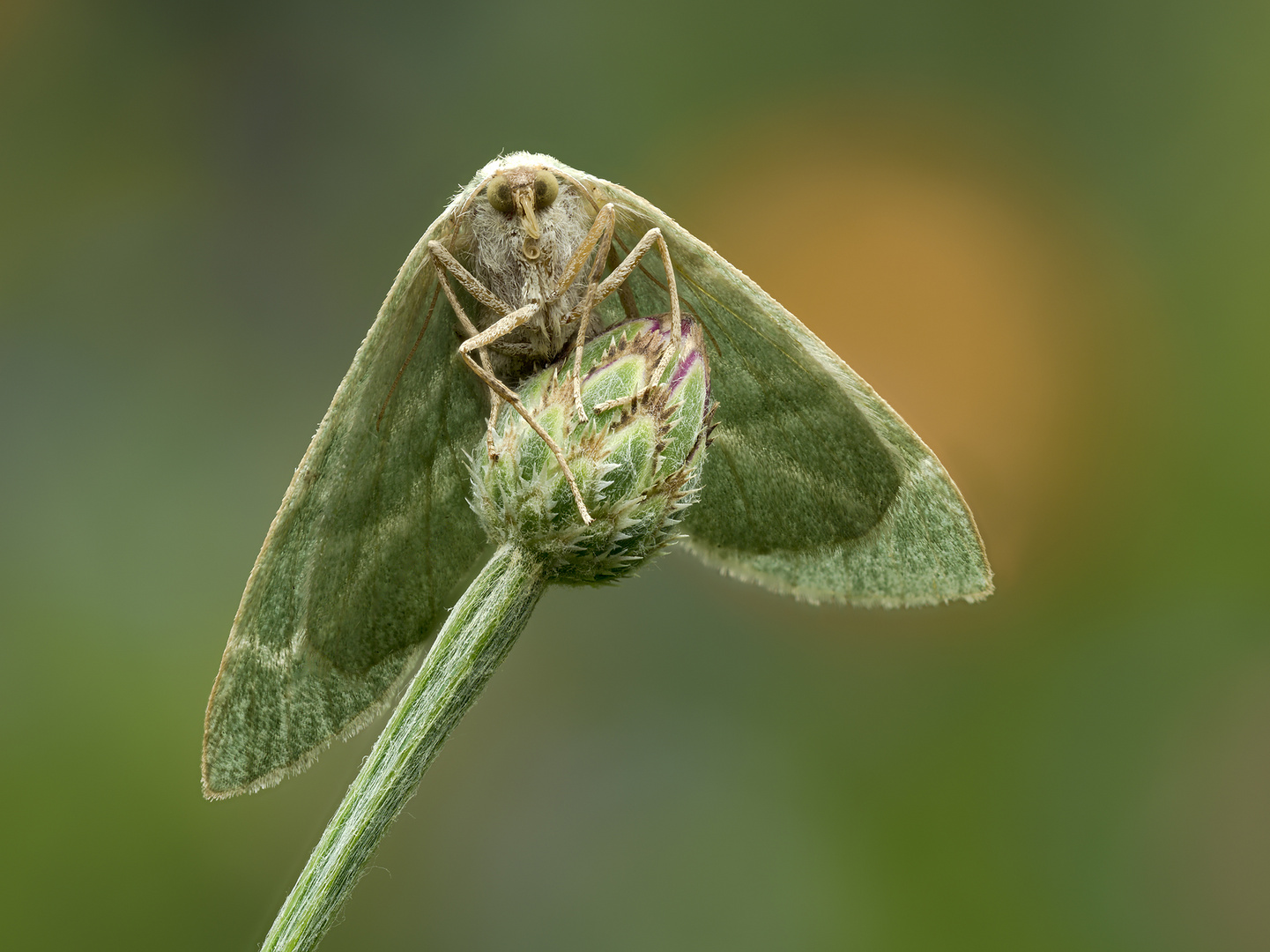 Zweibindiger Nadelwald-Spanner Hylaea fasciaria Barred Red