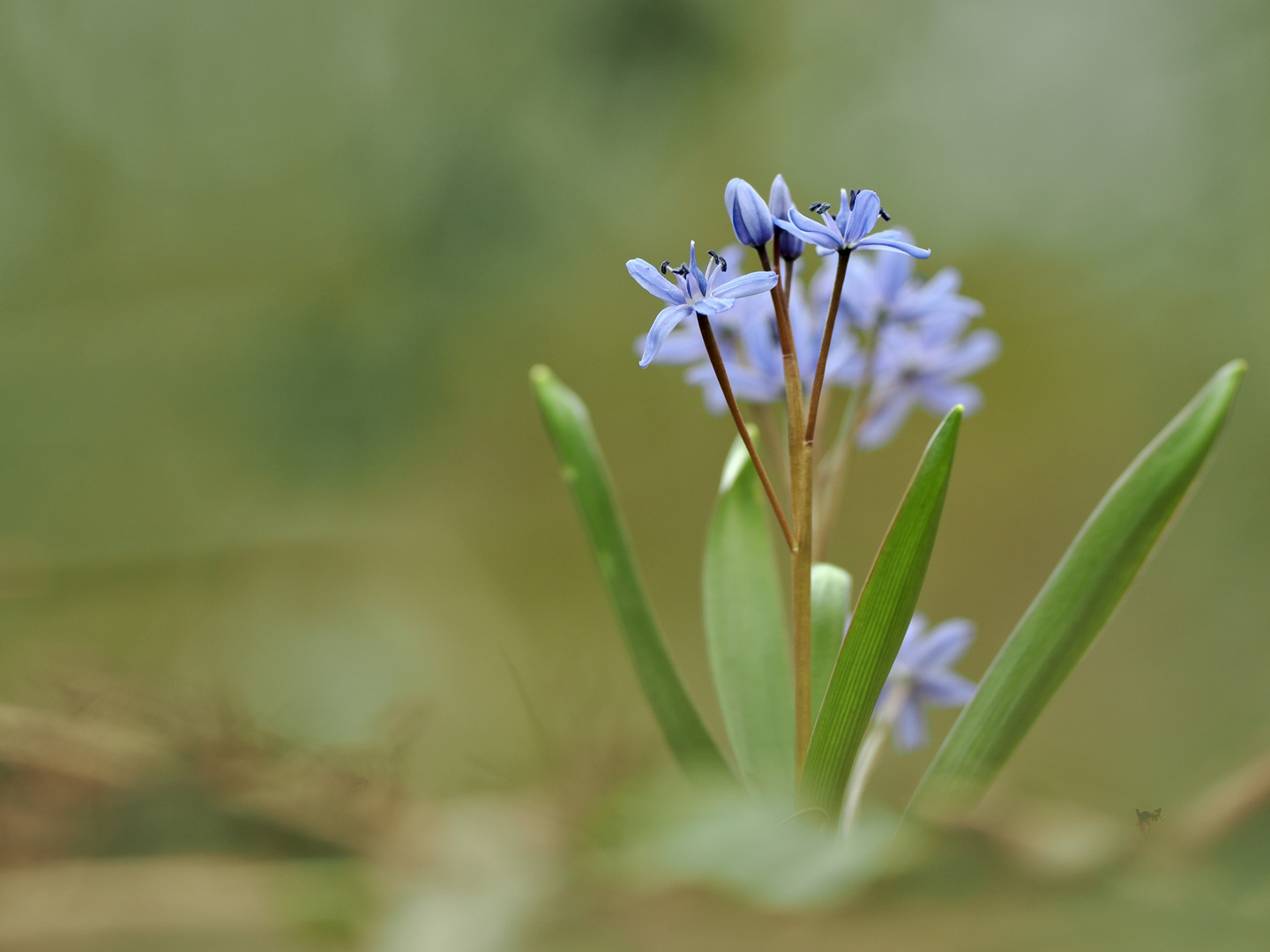 Zweiblätrige Blausterne