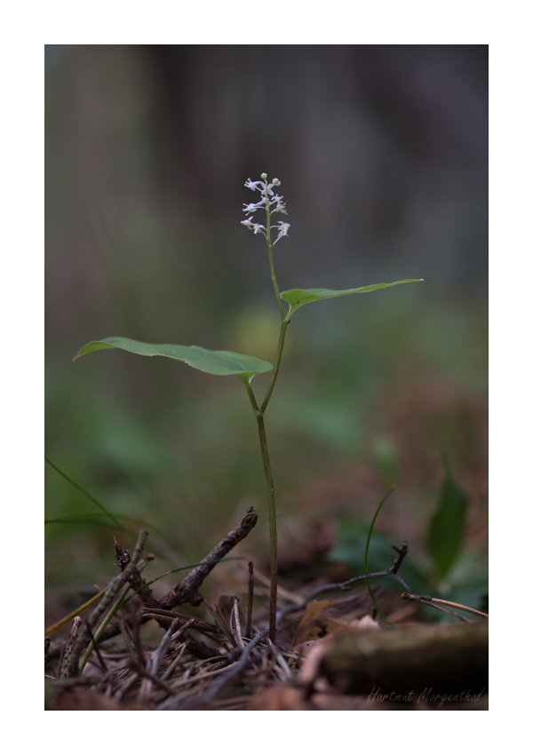 Zweiblättrige Schattenblume