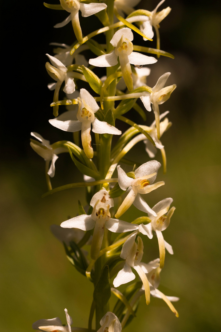 Zweiblättrige Waldhyazinthe