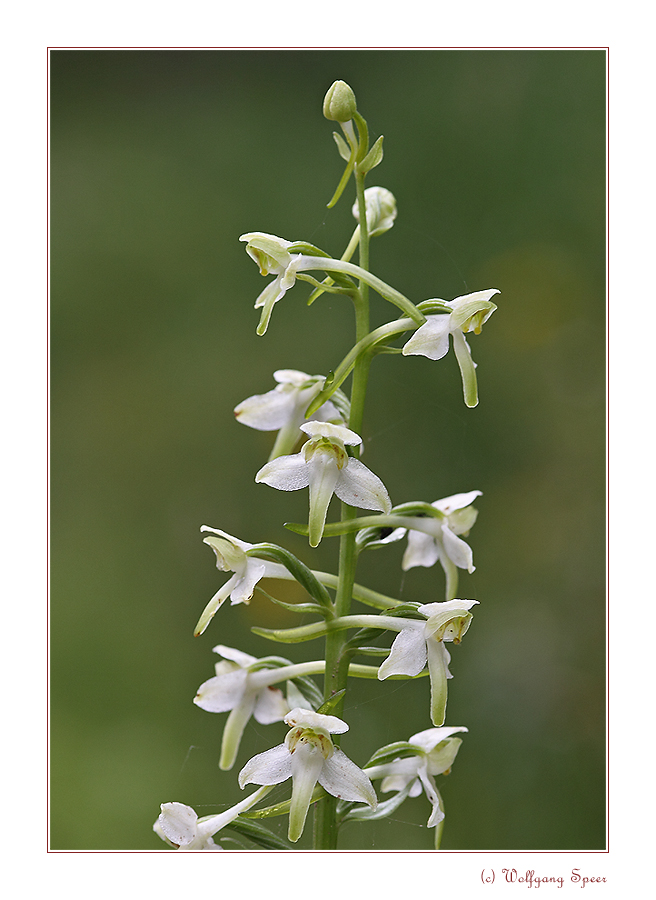 Zweiblättrige Waldhyazinthe (?)