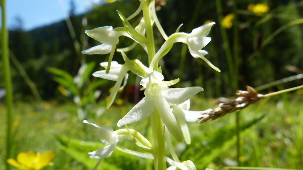 Zweiblättrige Waldhyazinthe