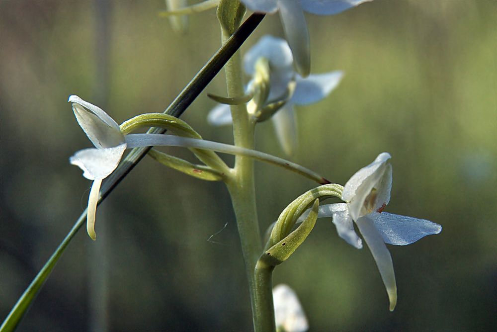 Zweiblättrige Waldhyazinthe