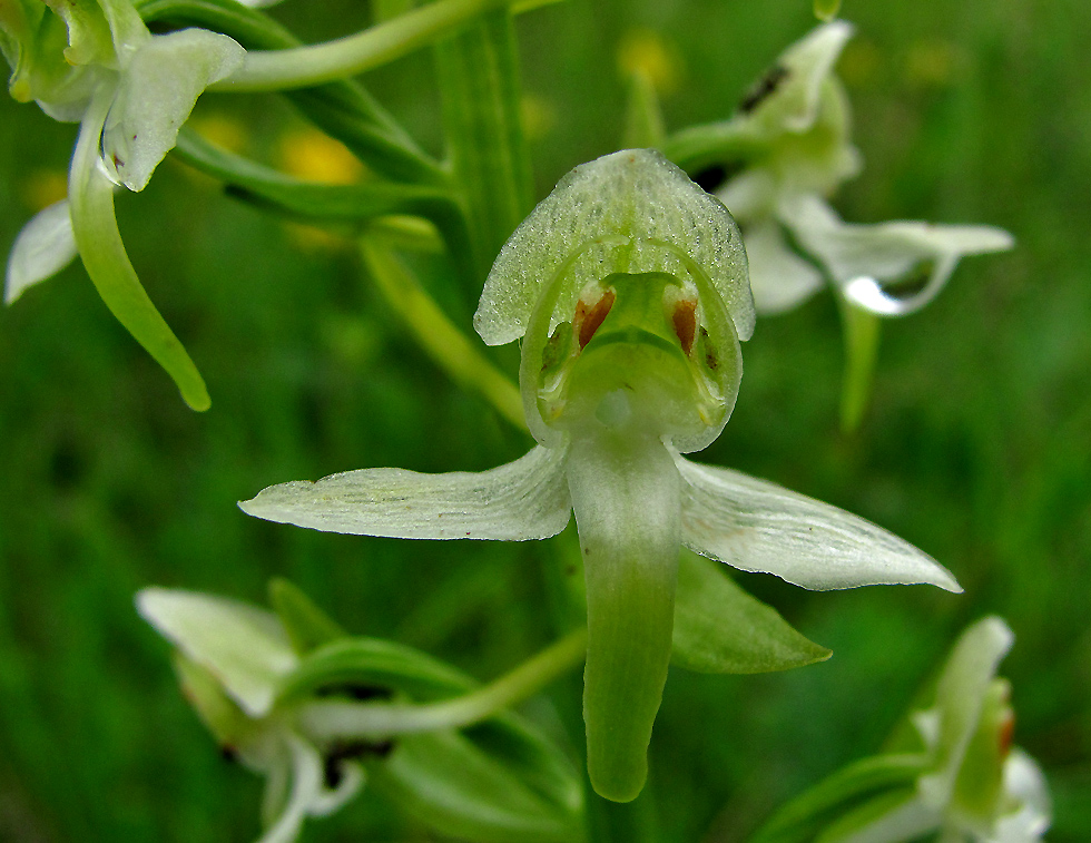 Zweiblättrige Waldhyazinthe