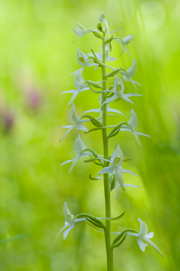 Zweiblättrige Waldhyazinthe