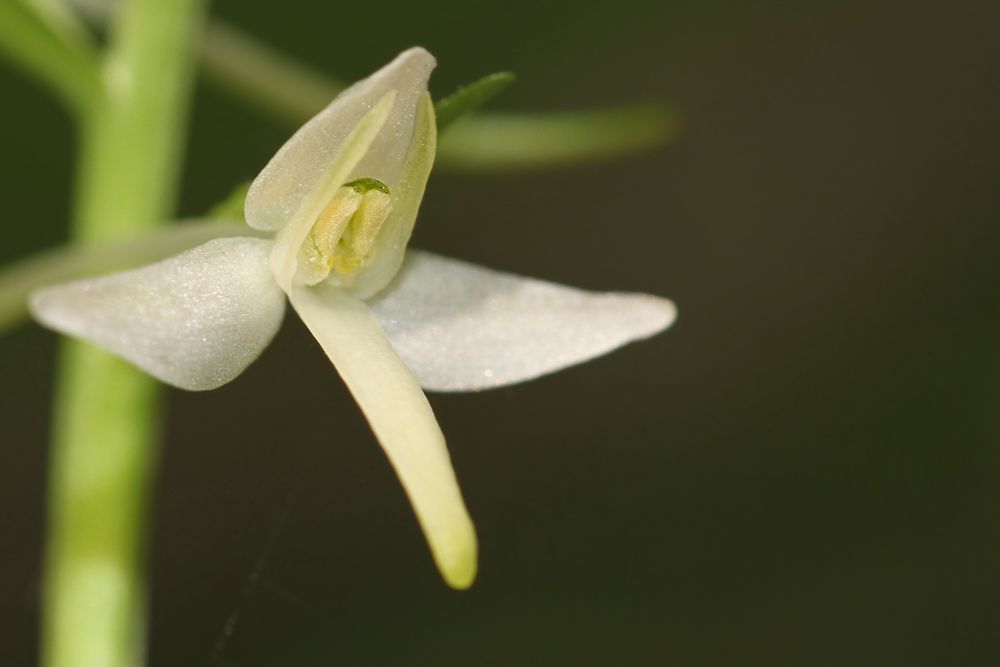 Zweiblättrige Waldhyazinthe