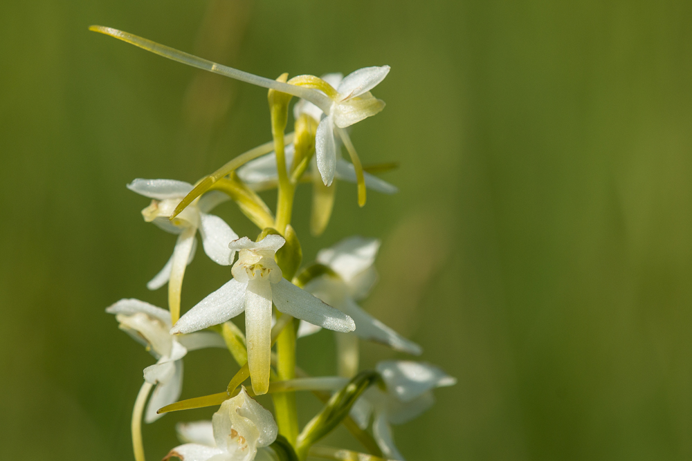 Zweiblättrige Waldhyazinthe