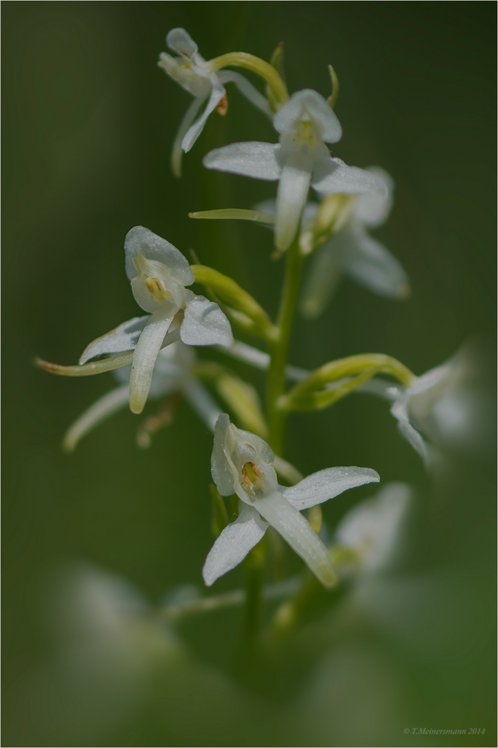 Zweiblättrige Waldhyazinthe