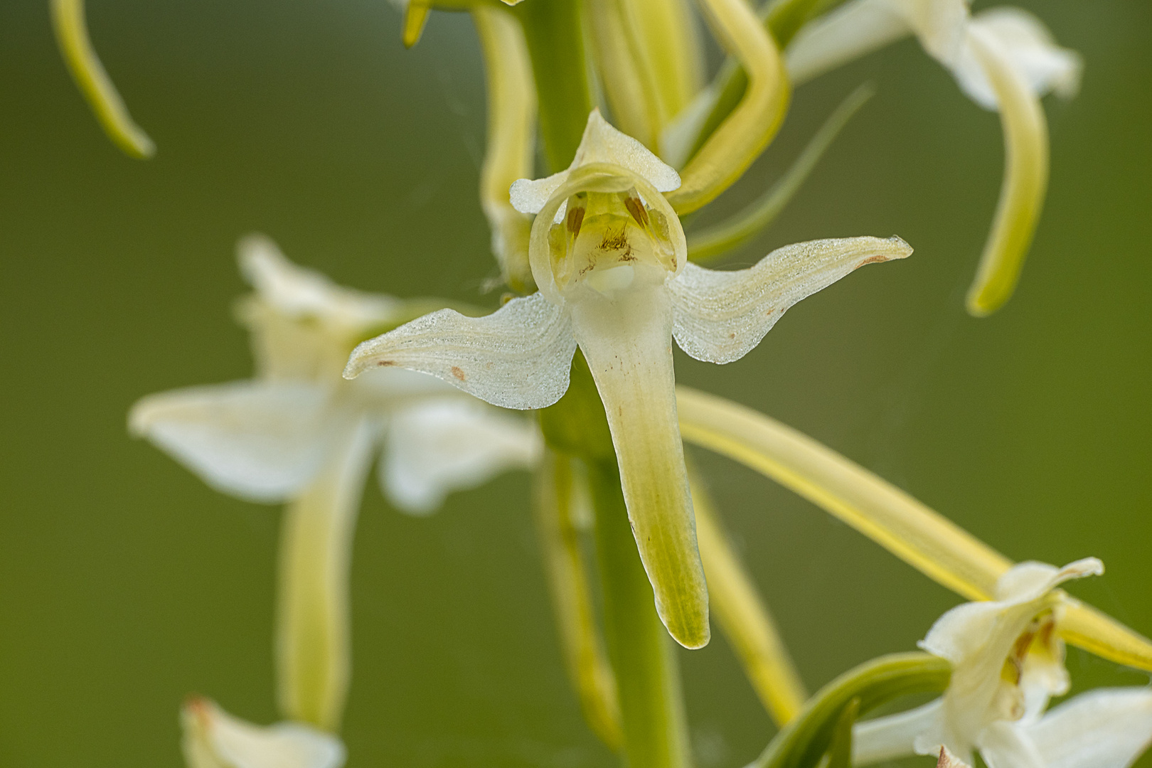 Zweiblättrige Waldhyazinthe