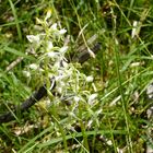 Zweiblättrige Waldhyazinthe - im Doppelpack :-)