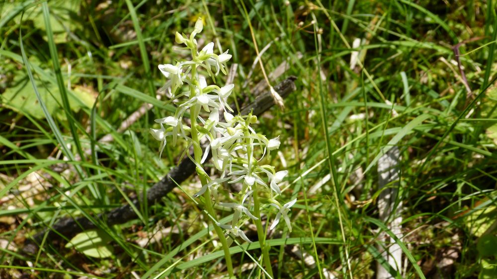 Zweiblättrige Waldhyazinthe - im Doppelpack :-)