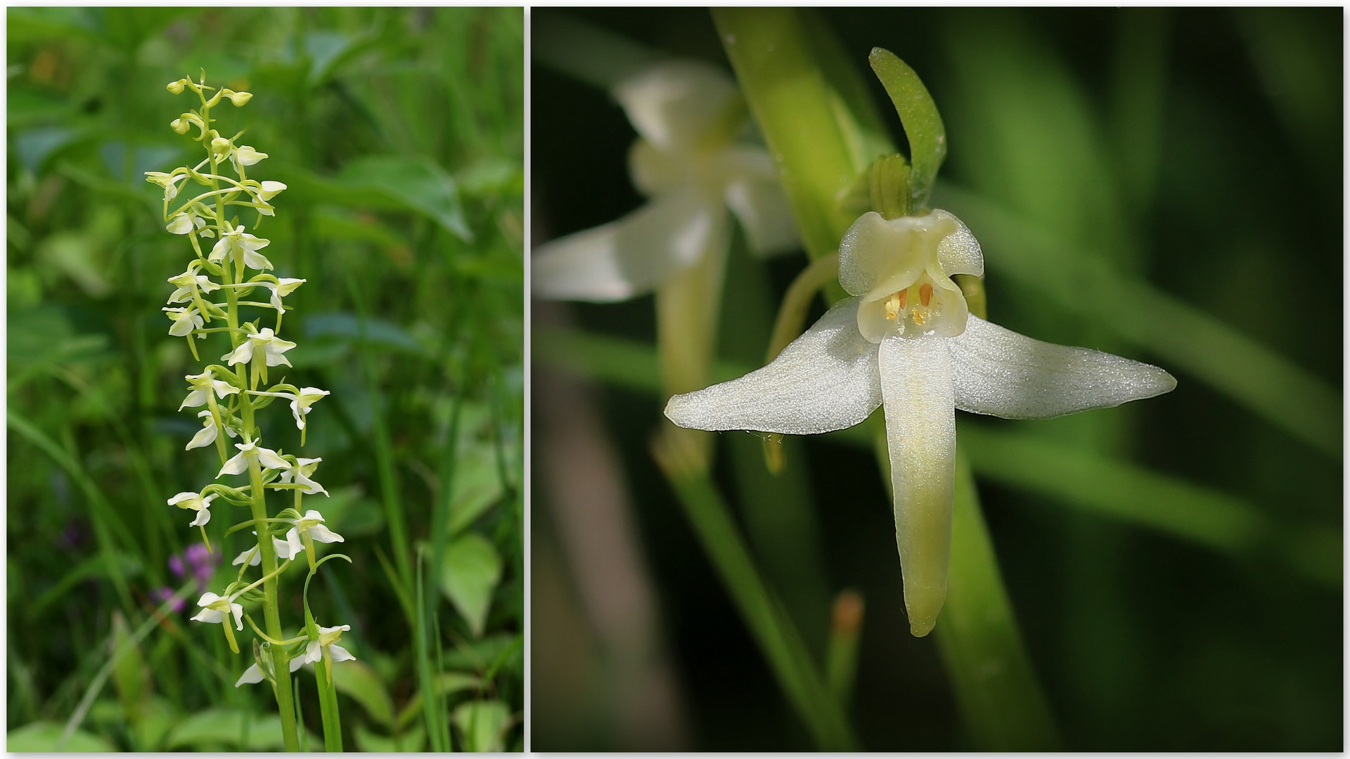 Zweiblättrige Waldhyazinthe (Platanthera bifolia).