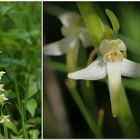 Zweiblättrige Waldhyazinthe (Platanthera bifolia).