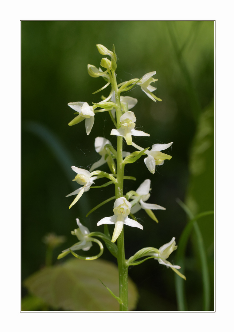 Zweiblättrige Waldhyazinthe (Platanthera bifolia)