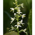 Zweiblättrige Waldhyazinthe (Platanthera bifolia)